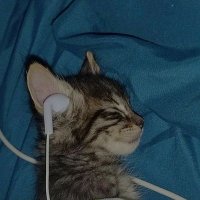 HMZLF! (@setorhimself) 's Twitter Profile