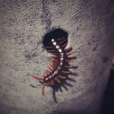 elixEnevaR's profile picture. ·)÷÷÷ Soulsborne | Metroidvania | JRPG | pixel art | not good at drawing | 20+ | 中文/English | they/she | 🖤🩶🤍💜