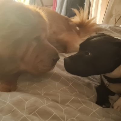 1987_evans's profile picture. Hello Twitter, I am 37 years old, married for 6 years, I am a Welsh boy from Ruthin now living in Wrexham the home of Rob and Ryan (If you know you know) 😎 🏴