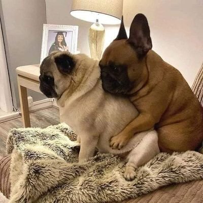 👉 Welcome to @frenchbull36230
🐕 We share daily #frenchbull36230 Contents 
🐾 Follow us if you really love French bulldog
