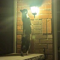 SirThinksAlot (@sirthinksalot0) 's Twitter Profile