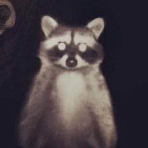 trash panda (plural trash pandas) : a raccoon, especially one that forages in garbage cans