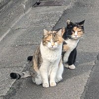 楽天社員@楽天モバイル紹介キャンペーン (@r_matsukana) 's Twitter Profile