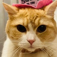 へべれけさん (@heberekegohan) 's Twitter Profile Photo