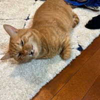 ハイタク君 (@mlwxeexqno81533) Twitter profile photo