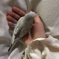 Sarah Abdellatif (@sarah_abdlatif) 's Twitter Profile