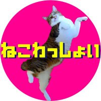 ねこわっしょい【22cats】 (@nekowassyoi) 's Twitter Profile