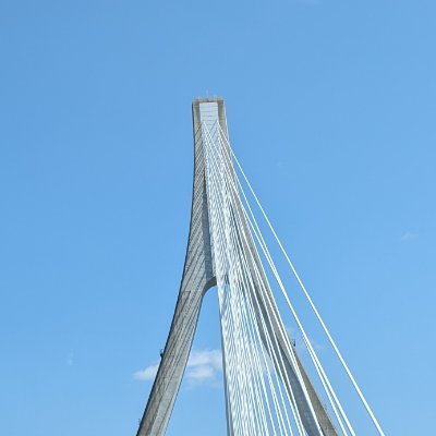 vegetable100kgm's profile picture. #SFC24 総政2