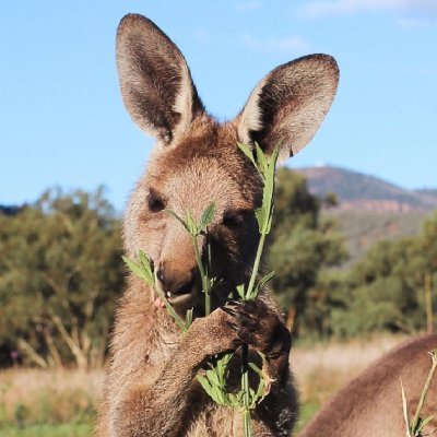 Kangaroo is a native animal living in Australia. I once raised one