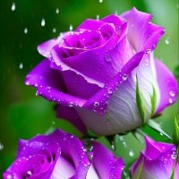 Pamela Edwards (@southernpamela) 's Twitter Profile Photo