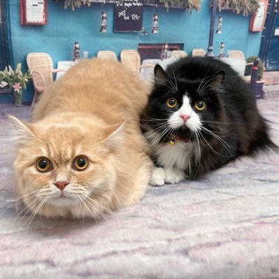 2023.4.27生 あずき🐈⬛♀/ 5.16生だいず🐈♂ もふもふサイベリアン。作ったばかりのアカウント、ねこの記録に使おうと思います。無言フォロー失礼します、フォロバはお気になさらず。