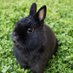 Black_rabbit💜🐈⬛ (@pam_pooh_papy) Twitter profile photo Black_rabbit💜🐈⬛ (@pam_pooh_papy) Twitter profile photo