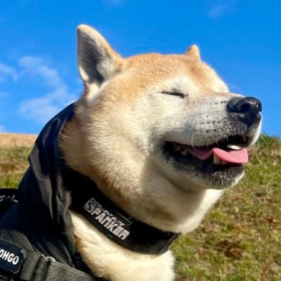巨柴 剛気(リキ)７歳 雷煌号🐾 柴犬&父ちゃん(まさやん)👣巨漢さんのプロフィール画像