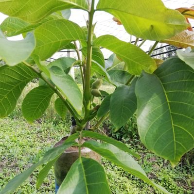 osmanbetex's profile picture. HİÇBİR ZAFERE ÇİCEKLİ YOLLARDAN GİDİLMEZ