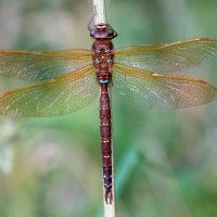 Notice Nature Ireland - NPWS (@notice_nature) 's Twitter Profile