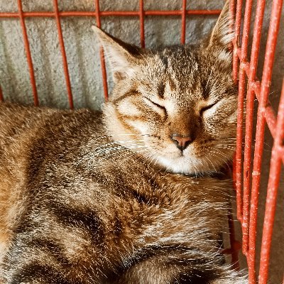 SamsonLhie's profile picture. Whats up Airdrop fam 🫡🫡🫡
@playsomo | $SOMO