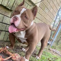 bigdude (@bigdude_bbc) 's Twitter Profile