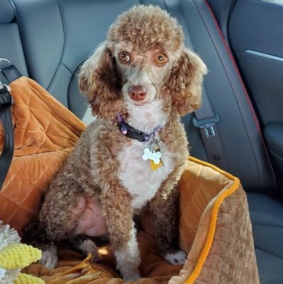 LlRobar's profile picture. Vote Democrat 
I watch Jimmy kimmel.
I BLOCK!!!!
This is not a dating app.
if I'm not following you don't follow me.  I BLOCK.    do not bother following me.