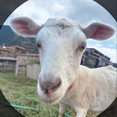 Me Gary. I’m a goat. | https://t.co/HiKV9Zw2wS | https://t.co/A1TdJYaXX2