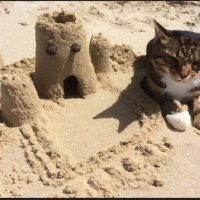 sandcastle_kat (@sandcastle_kat) 's Twitter Profile Photo sandcastle_kat (@sandcastle_kat) 's Twitter Profile Photo