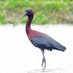 日本野鳥の会宮崎県支部 (@wbsjmiyazaki) Twitter profile photo 日本野鳥の会宮崎県支部 (@wbsjmiyazaki) Twitter profile photo