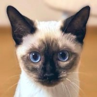 プル美 / Purumi【Snow Bengal】(@purumi_bengal) 's Twitter Profile Photo