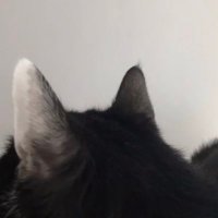 ˚✧ (@yorumuuuuuu) 's Twitter Profile