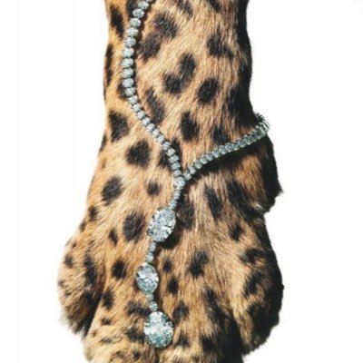 leopard obsession