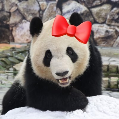 ピコちゃん様リクエスト5点セット　アドベンチャーワールド　良浜　結浜　彩浜　楓浜 遊ぶのか食べるのか？】結浜🎀彩浜🌈竹の器はこうする！🍯何かが