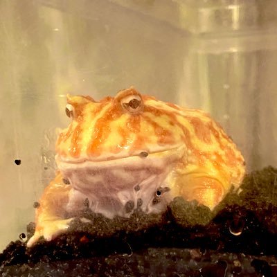 凄久寝むいなさんのプロフィール画像