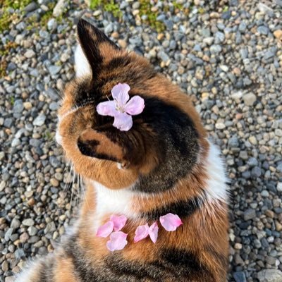 美しいものが好きです。犬と猫が好き。植物も好き。20歳↑のおとなです。琅琊榜、棋魂 、陳情令、魔道祖師、三生三世十里桃花、霜花の姫、星漢燦爛、穿越火线、烈火士官学校、ジョジョ好きです。天官赐福と二哈、魔道祖師と人渣反派自救系統の原作の魔翻訳と格闘中です。