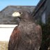 Harris Hawk (@azure111s) Twitter profile photo Harris Hawk (@azure111s) Twitter profile photo