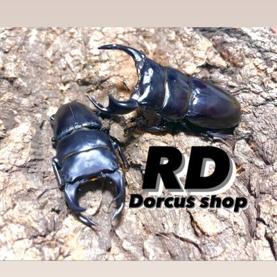 dorcus shop RD (@take76371097) / X