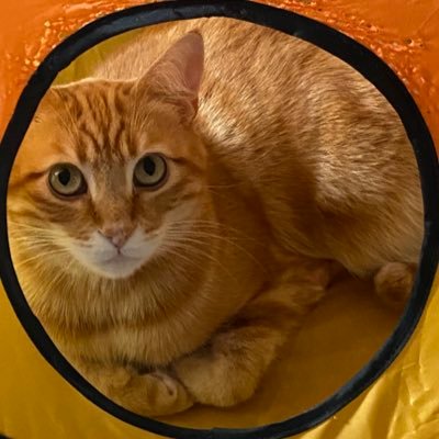 pebbajebbas's profile picture. just some loser online like you