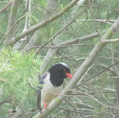 auwalamshi's profile picture. Cs/Software Engineering