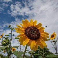 Suman kashyap (@sumankashyap29) 's Twitter Profile