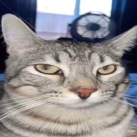 gleepyglorpy (@val_probably) 's Twitter Profile