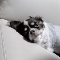 ぽぴぃ (@c0hjde86udd0f43) 's Twitter Profile