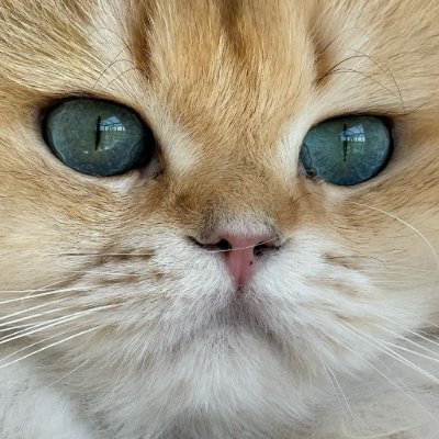 canadacatlover Profile Picture