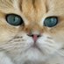 Cat Lovers (@canadacatlover) Twitter profile photo