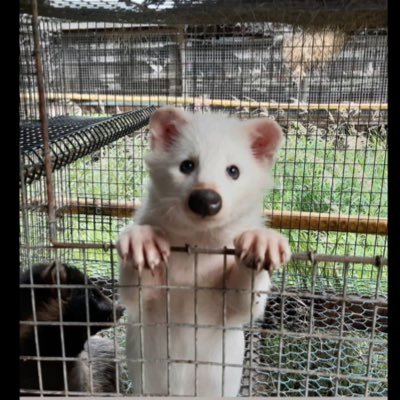 julesnhans's profile picture. Nostalgic for a lost world🌲🍃🌳🍃 Save our Greenbelt 🌳▫️UK▫️supporting #FURFREEBRITAIN 🐾