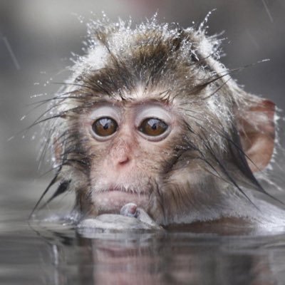 JohnnyCache42's profile picture. A nose full of knowledge.