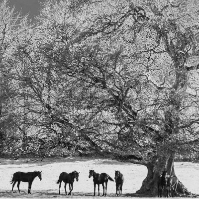 Family-run farm for over 30 years, specializing in broodmares, consigning, sales prep for Flat/National Hunt sales. Breaking & pre-training in Co. Tipperary