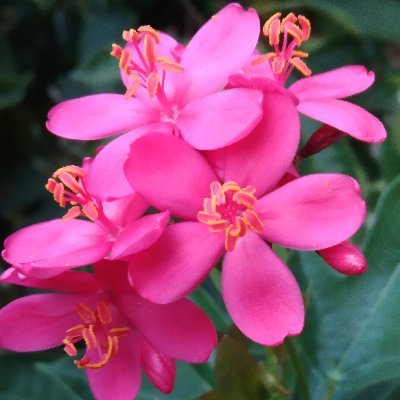 Chompoo274281's profile picture. 