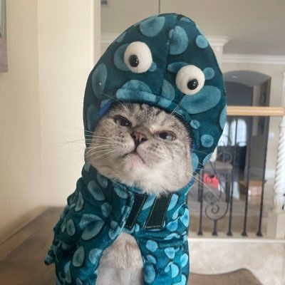 “It's the same cat as SharkCat but with a better hat!” 

CA: AJusrLSm6RWVy5ZYb9j9icbKwJN9Waibqwp66dAVs46k

TG: https://t.co/j6irTsrj41