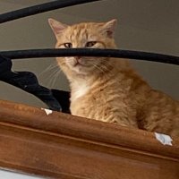 Gürkan Erman (@kkonustur) 's Twitter Profile