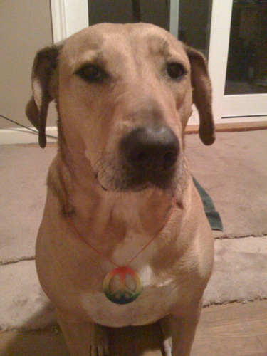 kdub123475's profile picture. #goducks