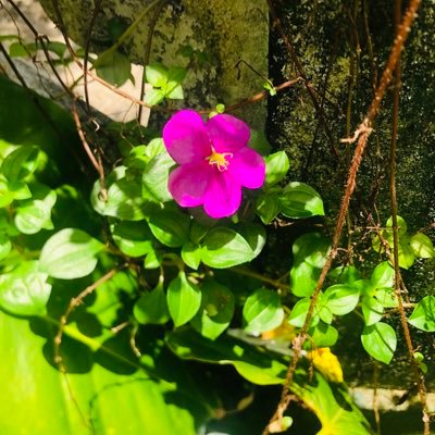 sam34_sandaru's profile picture. 