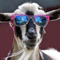 Goats! (@goatsrcool) 's Twitter Profile