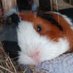 Schweinchenliebe (@schweinchenlieb) Twitter profile photo Schweinchenliebe (@schweinchenlieb) Twitter profile photo